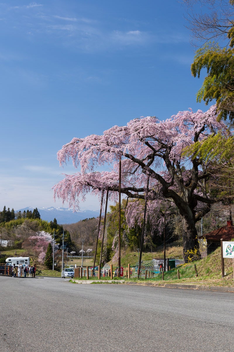 「花見客と満開の紅枝垂地蔵桜」の写真