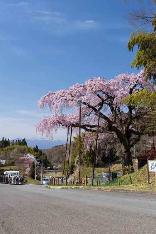 花見客と満開の紅枝垂地蔵桜の写真
