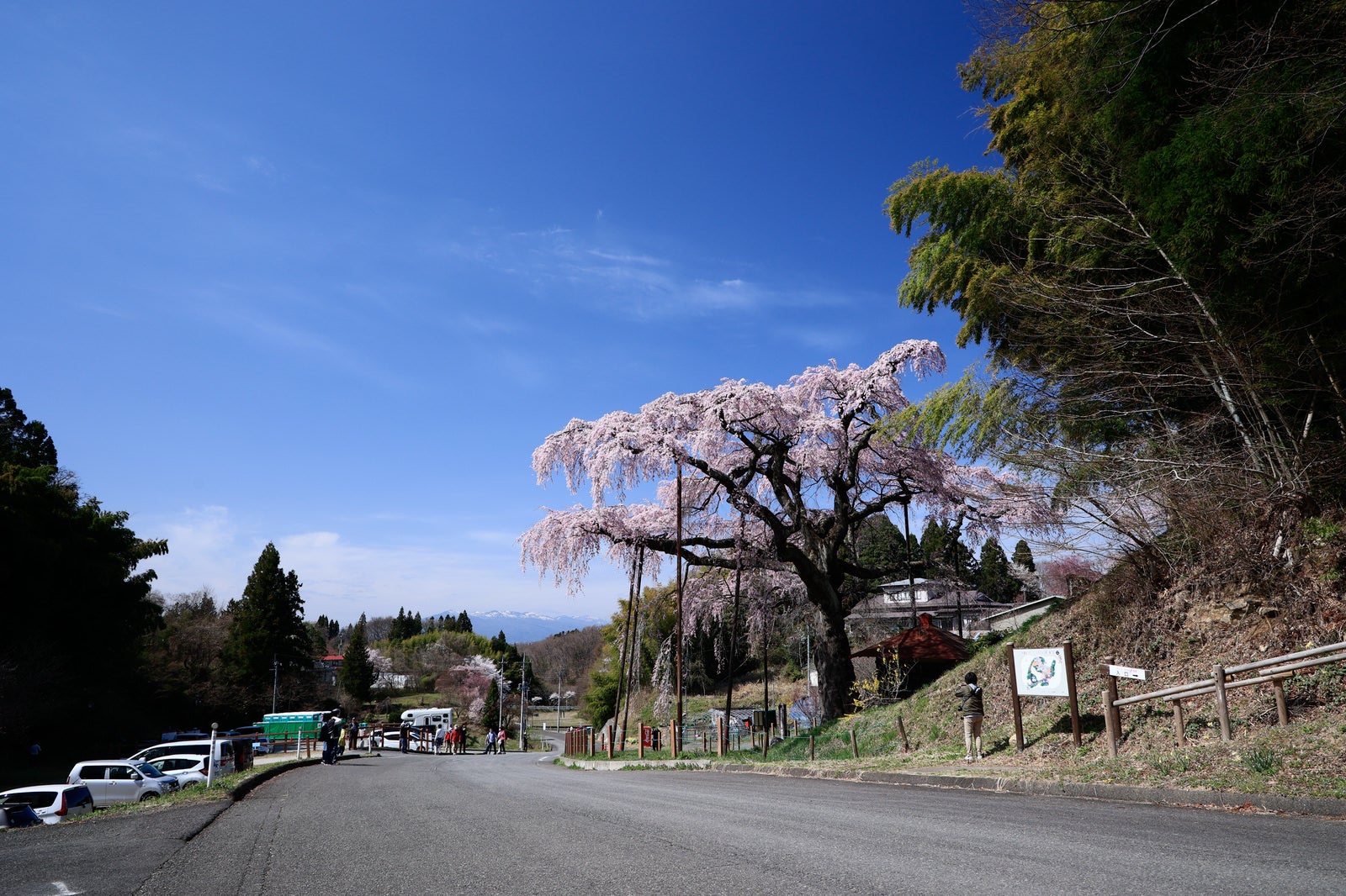 「紅枝垂地蔵桜を見る花見観光客」の写真