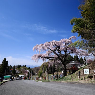 紅枝垂地蔵桜を見る花見観光客の写真