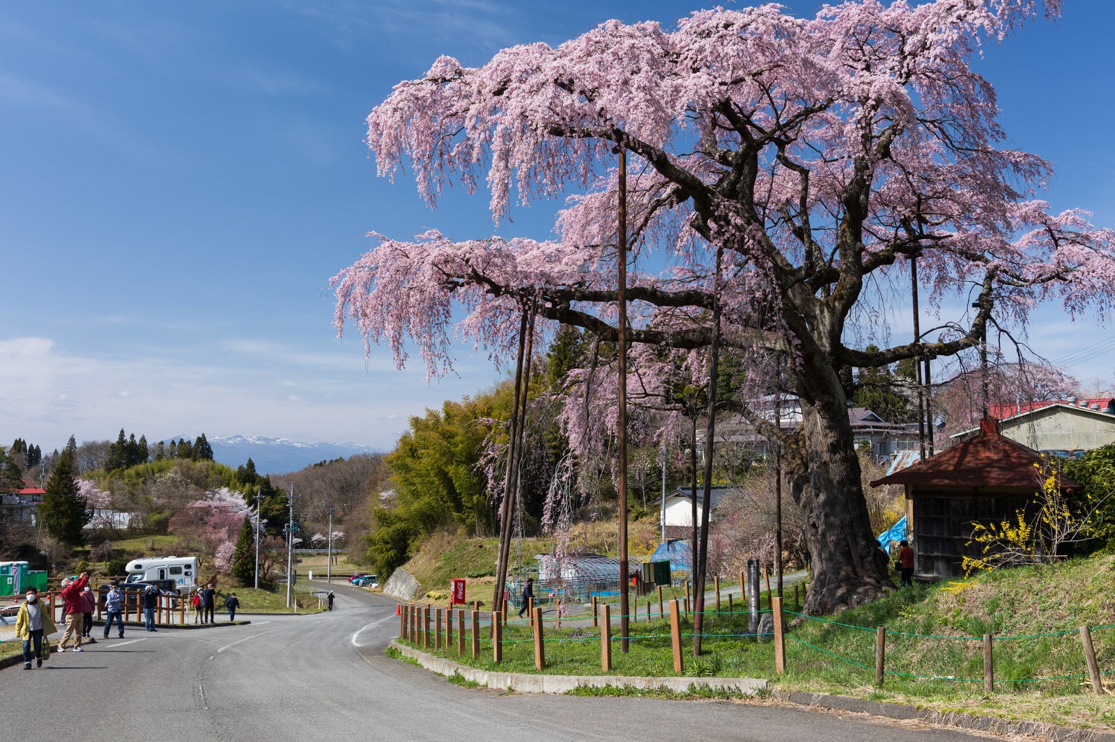 「紅枝垂地蔵桜のお花見客」の写真