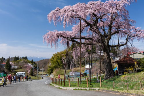 紅枝垂地蔵桜のお花見客の写真