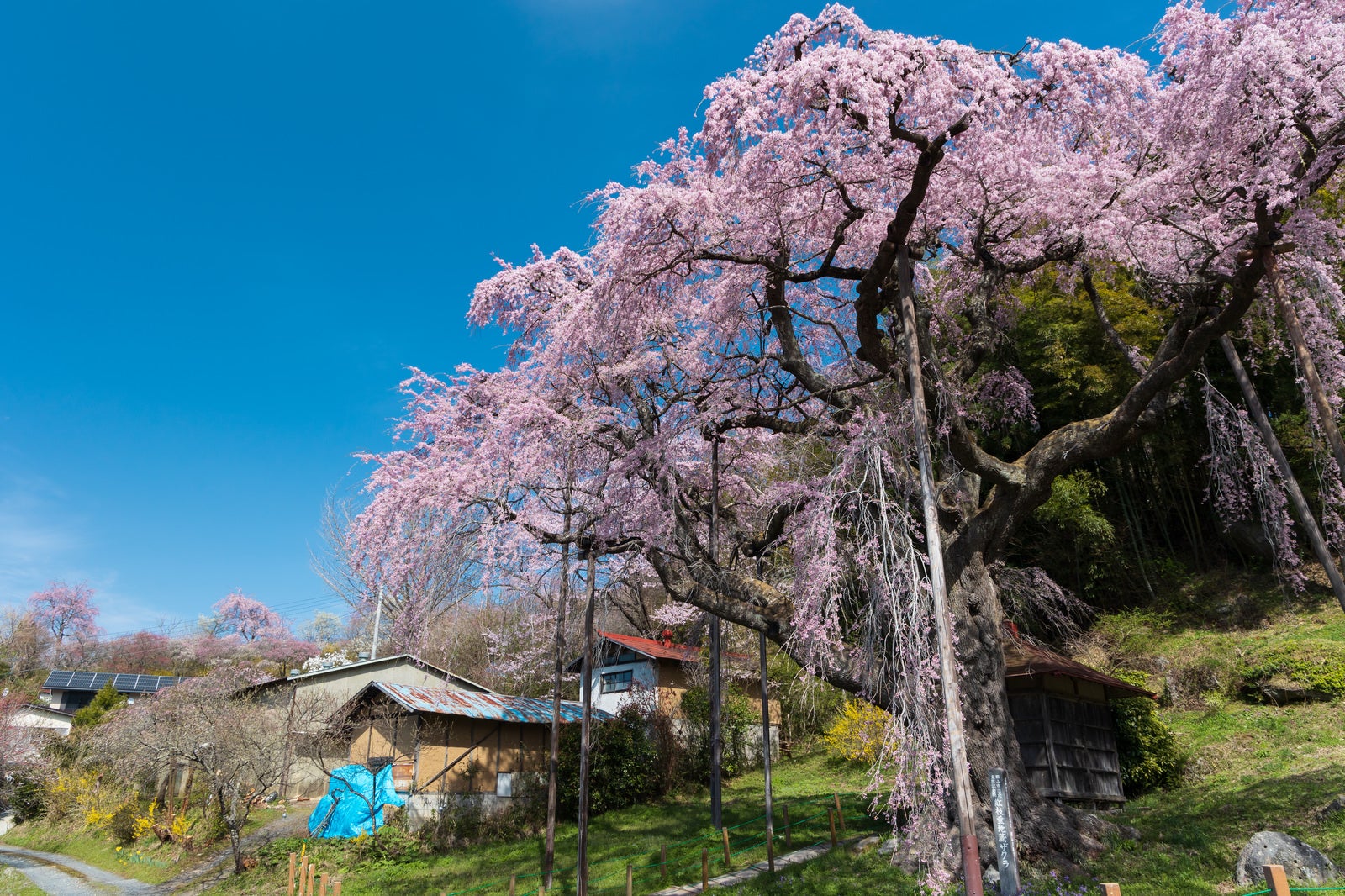 「雲一つない青空と紅枝垂地蔵桜」の写真