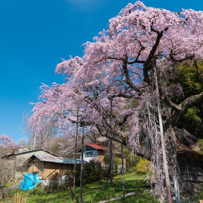 雲一つない青空と紅枝垂地蔵桜の写真