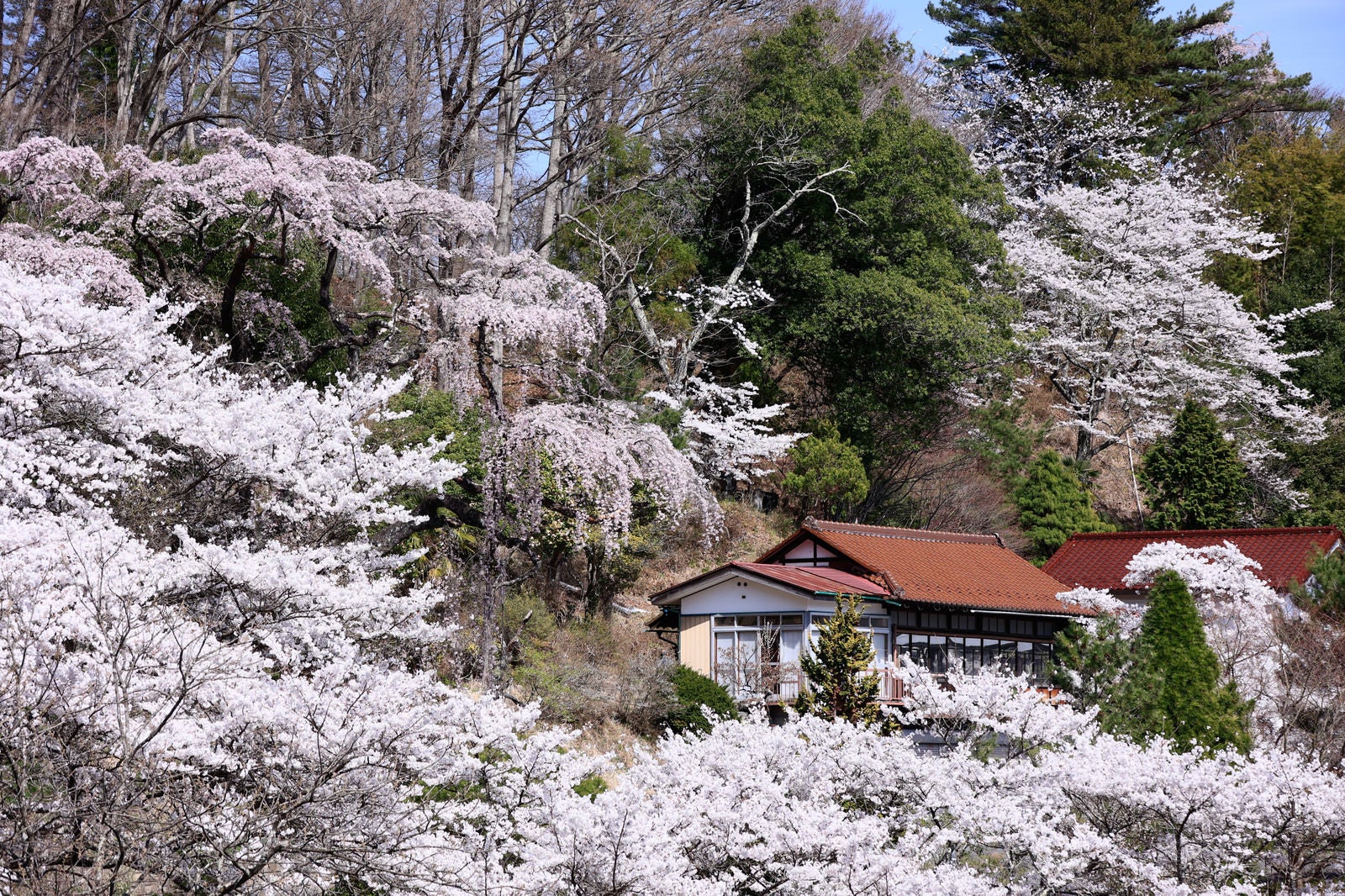 「伊勢桜を囲む桜達」の写真
