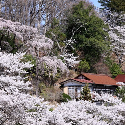 伊勢桜を囲む桜達の写真