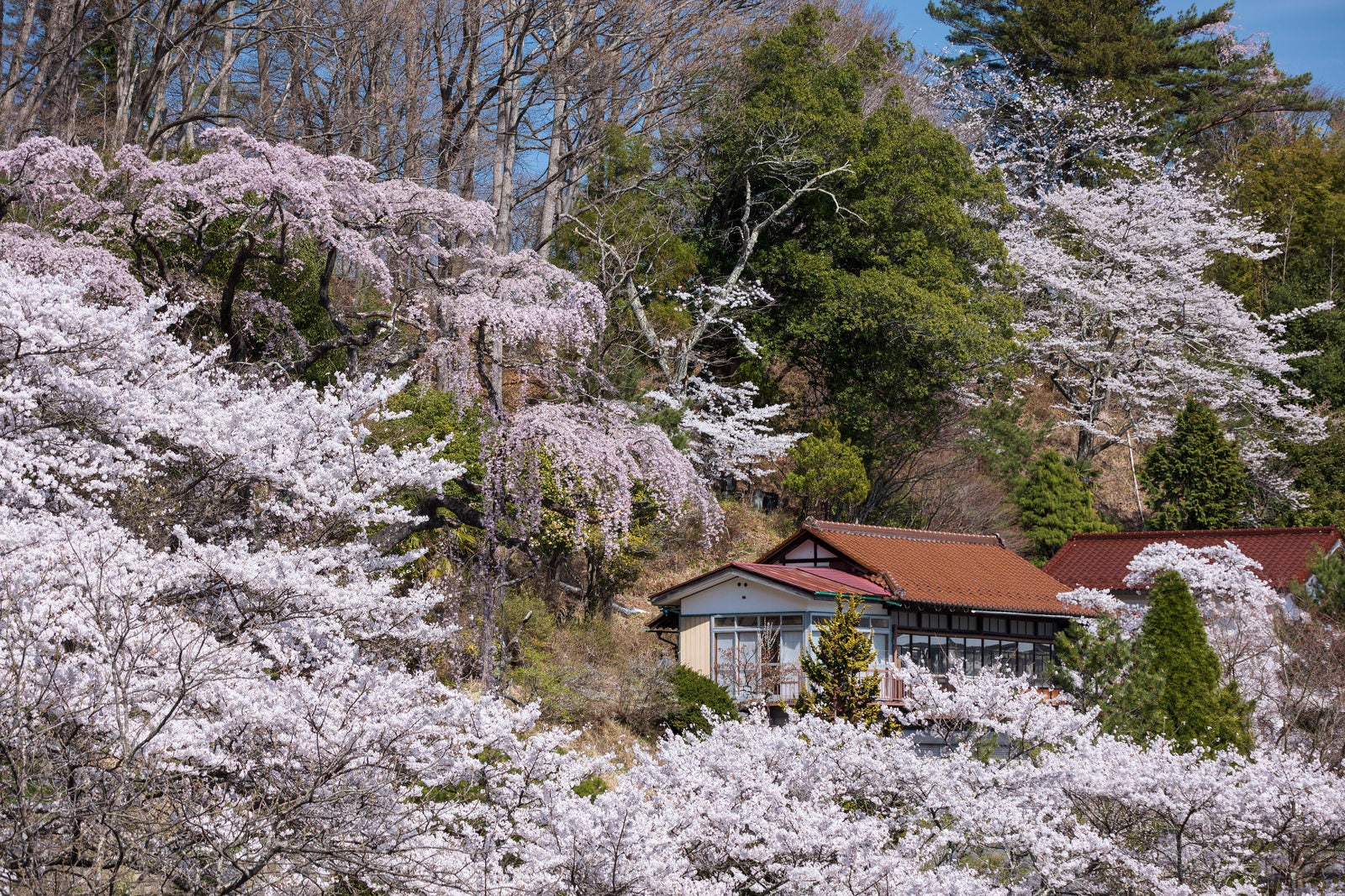 「満開の桜に覆われる伊勢桜近辺」の写真