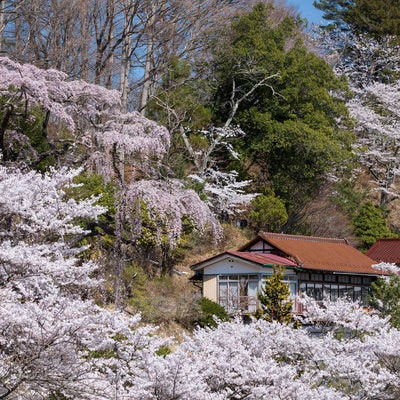 満開の桜に覆われる伊勢桜近辺の写真