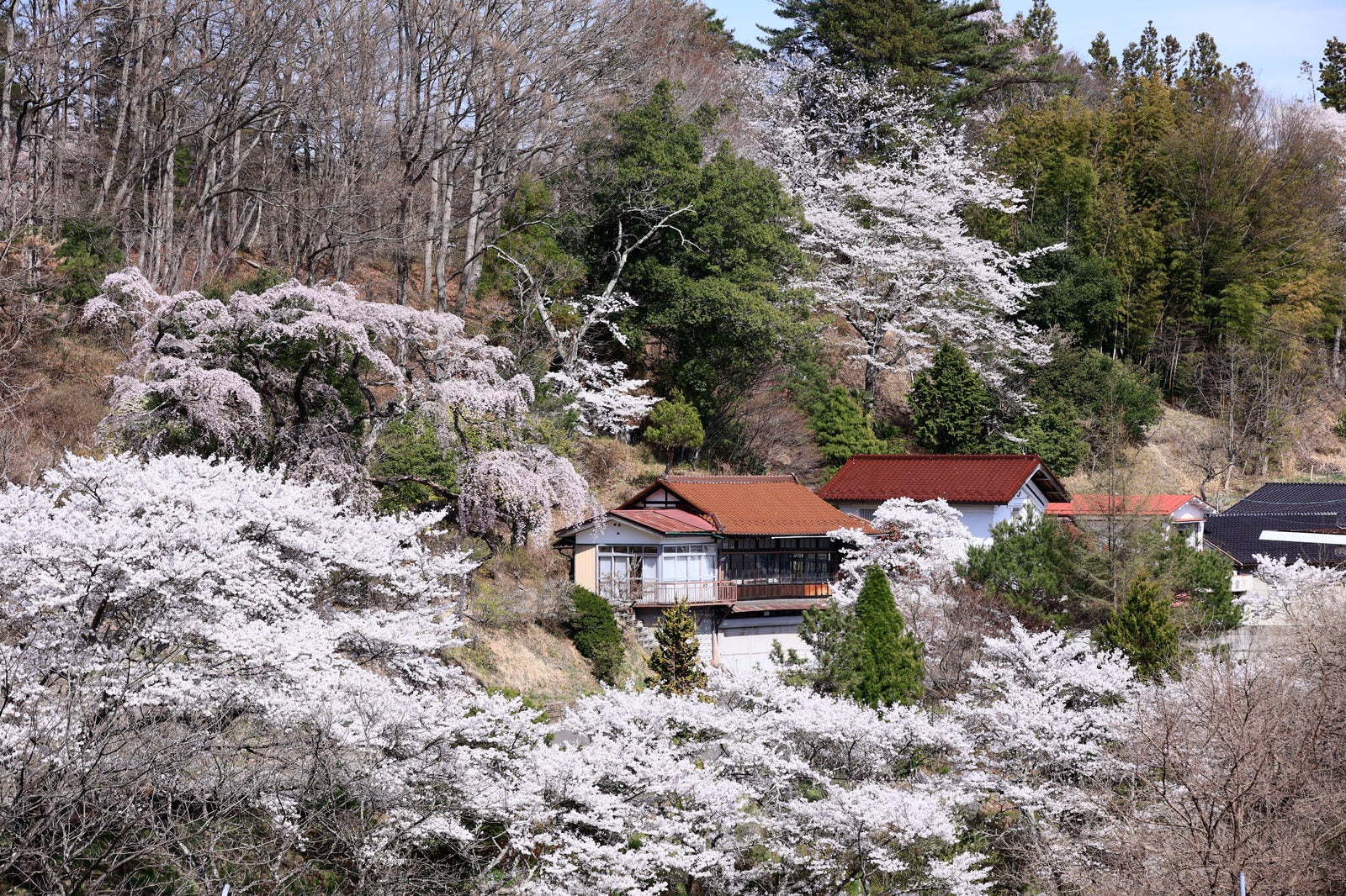 「桜に包まれる伊勢桜の民家」の写真