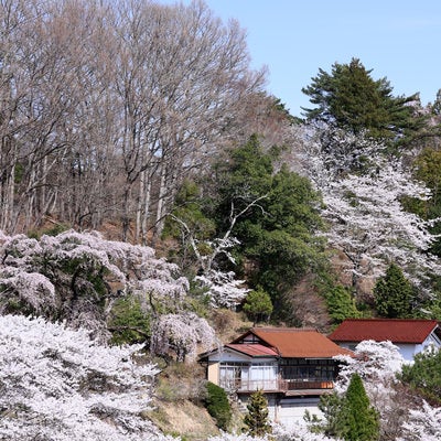 古民家を背景に咲き誇る桜の春景（伊勢桜）の写真