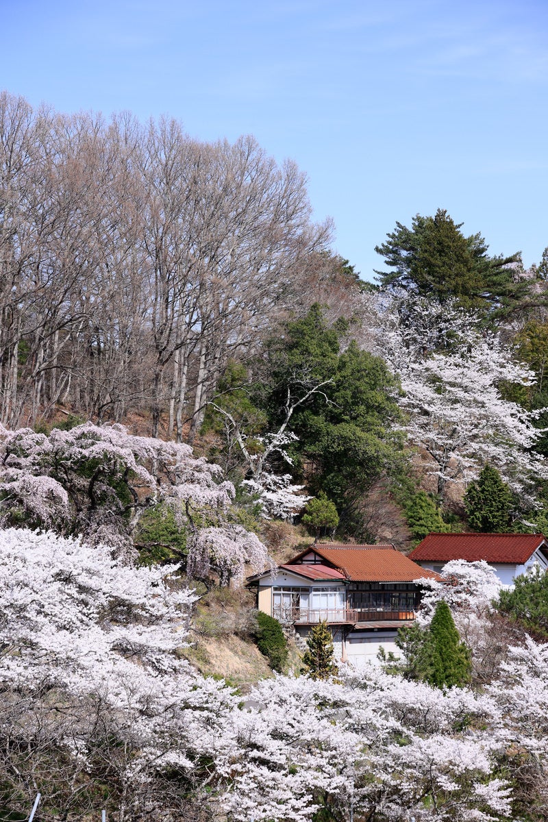 古民家を背景に咲き誇る桜の春景（伊勢桜）