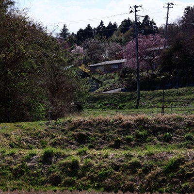 稲刈り後の田んぼから見上げる桜咲く集落の写真