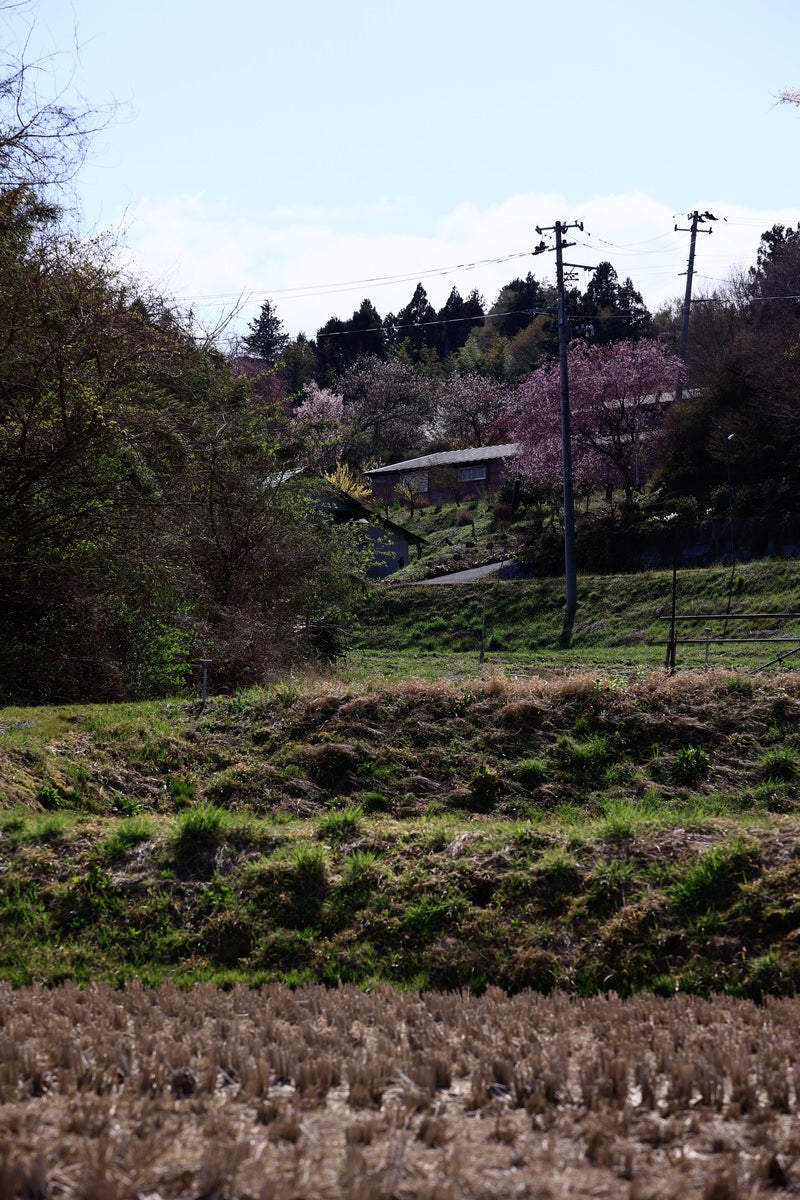 稲刈り後の田んぼから見上げる桜咲く集落の写真