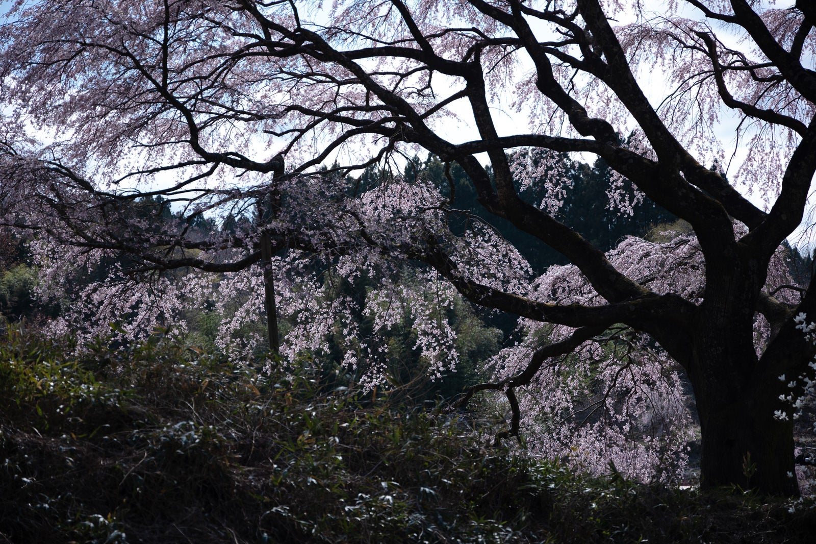 「空を這う表の桜の枝ぶり」の写真