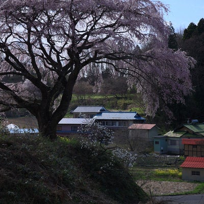 集落を望む表の桜の写真