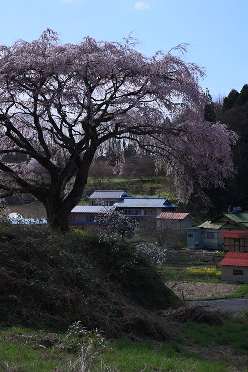 集落を望む表の桜の写真