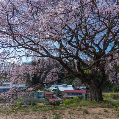 表の桜の枝ぶりの存在感の写真