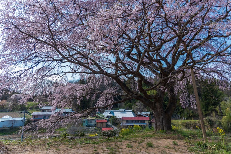 表の桜の枝ぶりの存在感の写真
