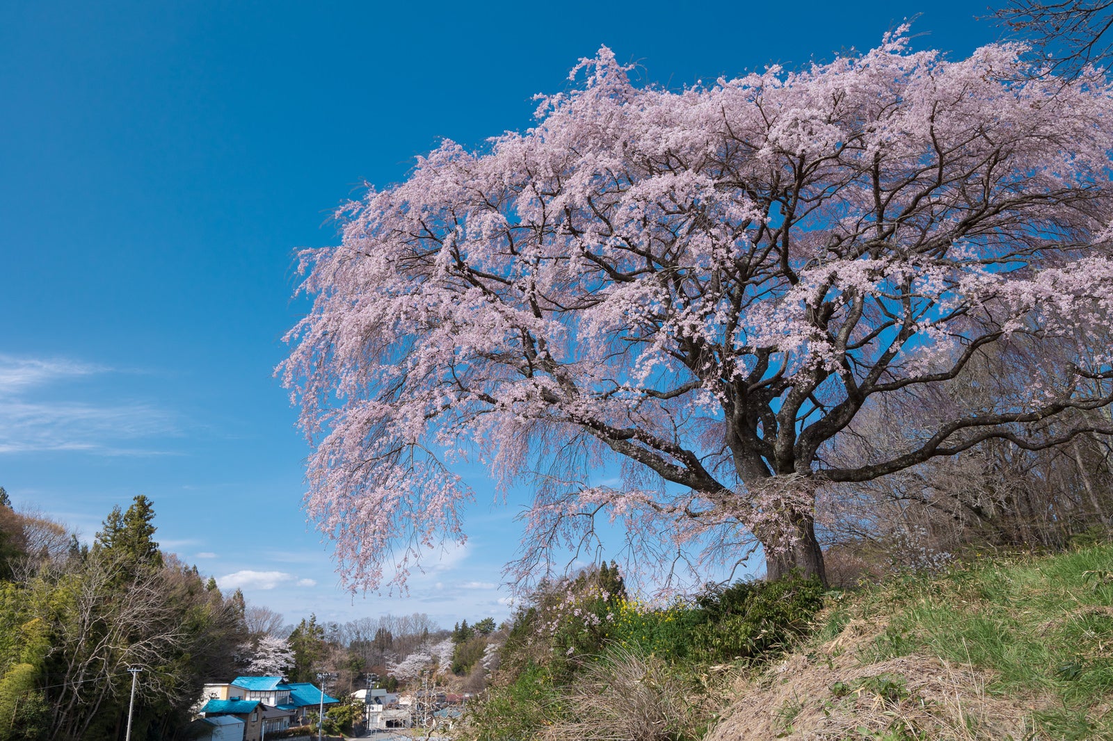 「澄み渡る青空と満開の枝垂れ桜（表の桜）」の写真