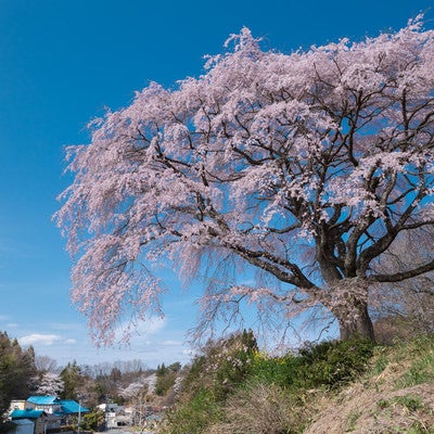 澄み渡る青空と満開の枝垂れ桜（表の桜）の写真