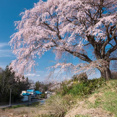 高台から満開の枝垂れ桜（表の桜）の写真