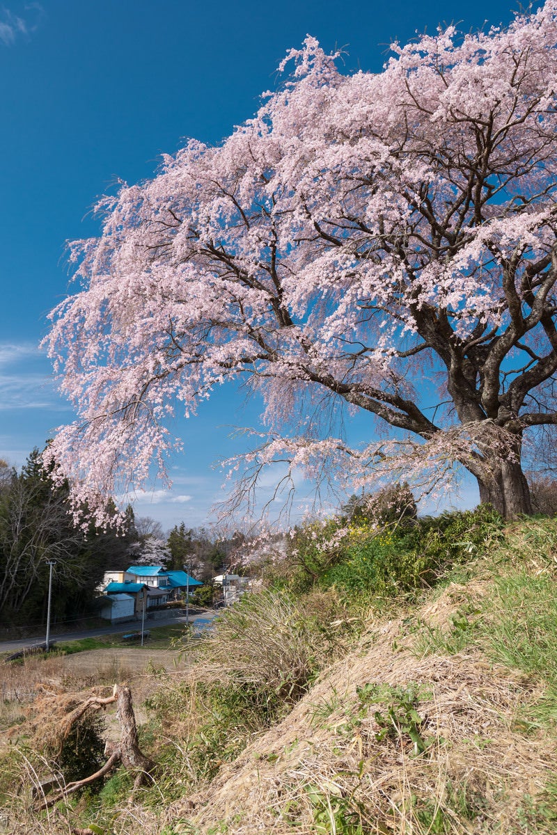 「高台から満開の枝垂れ桜（表の桜）」の写真