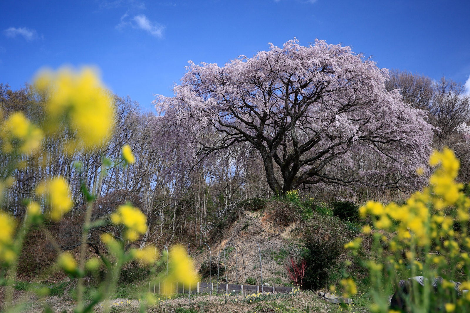 菜の花畑から見上げる満開の薄紫色の枝垂れ桜と青空