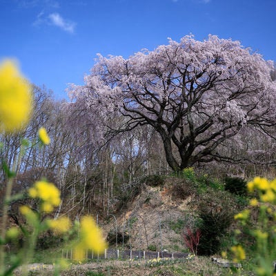 菜の花畑から見上げる満開の枝垂れ桜、福島県郡山市の写真