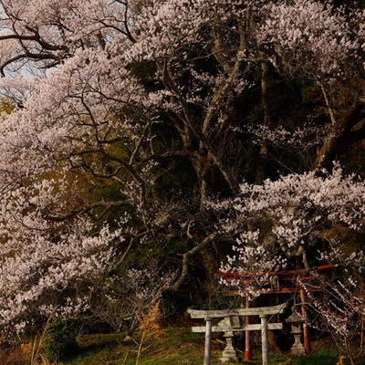 子授け櫻の鳥居へ続く菜の花と奉納石柱の写真