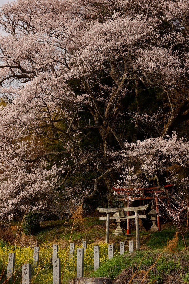 「子授け櫻の鳥居へ続く菜の花と奉納石柱」の写真