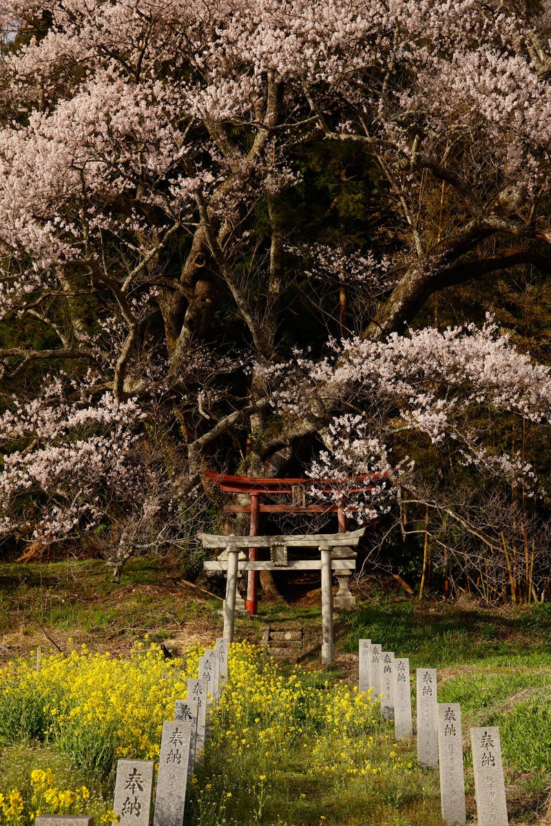 「大和田稲荷神社入口の鳥居と子授け櫻 | フリー素材のぱくたそ」の写真