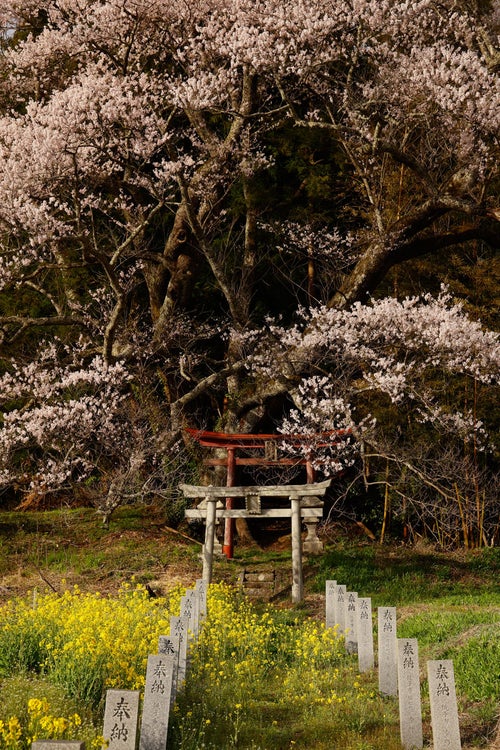 大和田稲荷神社入口の鳥居と子授け櫻の写真