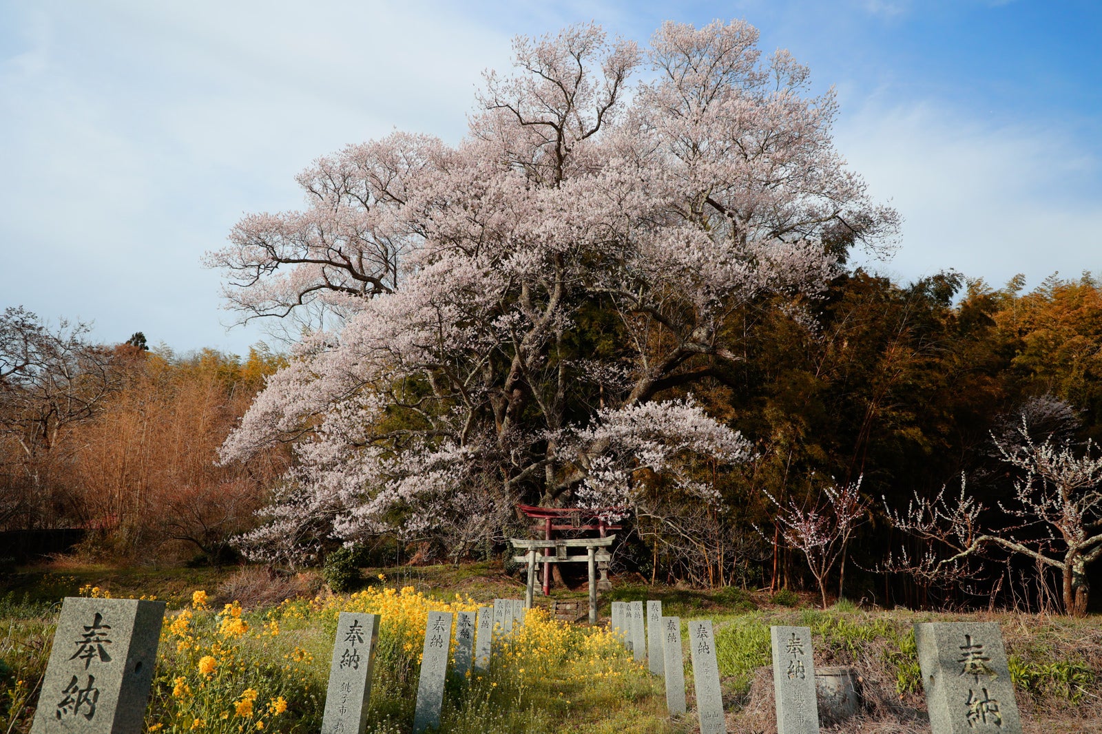 「大和田稲荷神社へ続く奉納石柱と満開の子授け櫻に構える鳥居」の写真
