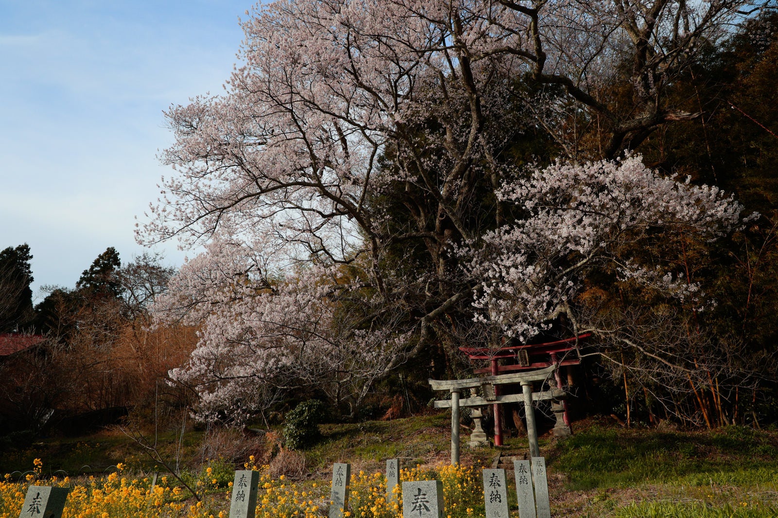 A spring landscape with blooming cherry blossoms behind a vermilion and white torii gate, and yellow rapeseed flowers in the foreground.