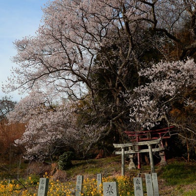 紅白の鳥居と奉納石柱に囲まれた子授け桜の春景色の写真