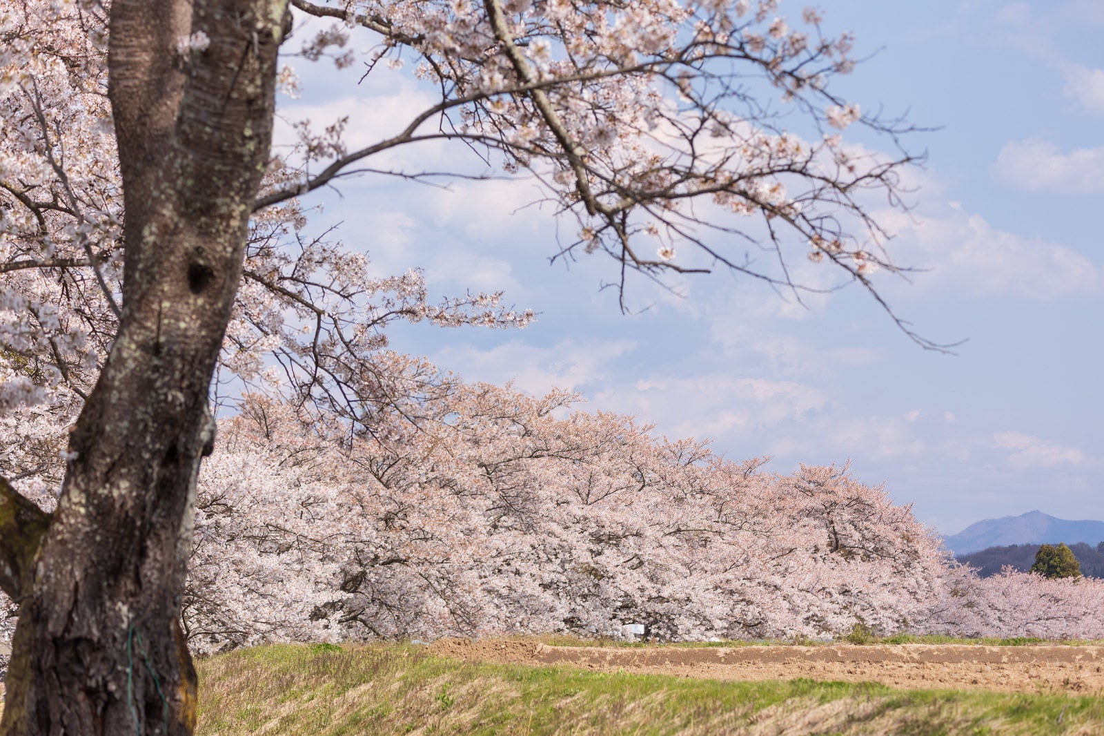 「土手沿いに咲き乱れる笹原川の千本桜」の写真