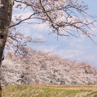 土手沿いに咲き乱れる笹原川の千本桜の写真