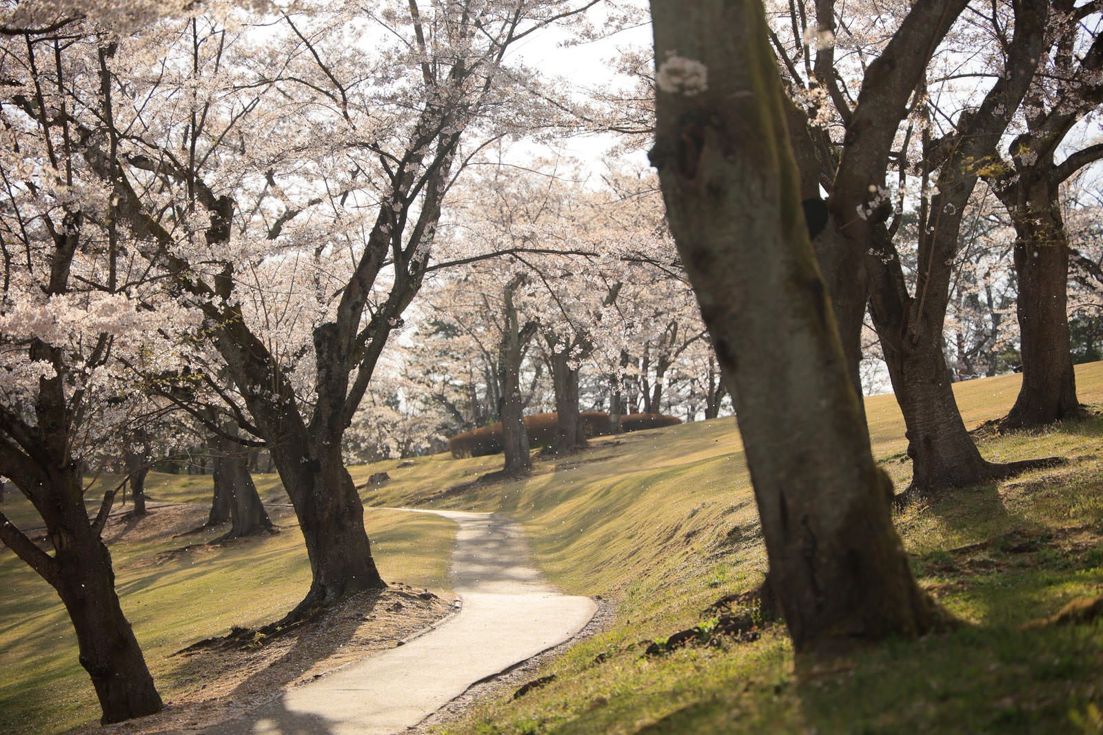 「桜を眺めるのに最適な逢瀬公園の道」の写真
