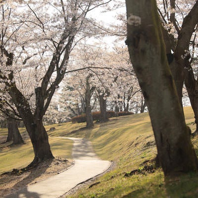 桜を眺めるのに最適な逢瀬公園の道の写真