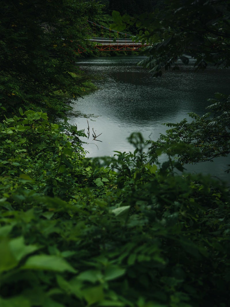 「木々の間から見える橋（庄川峡）」の写真