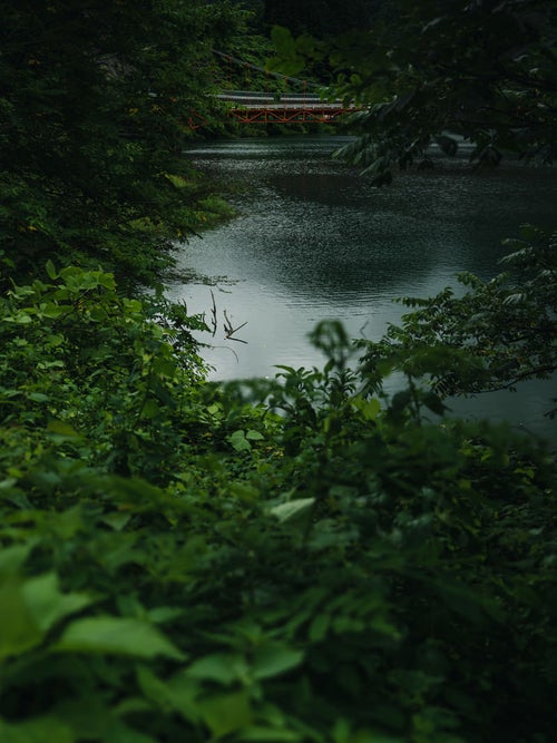 木々の間から見える橋（庄川峡）の写真