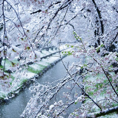 開花する桜と積雪のコラボの写真