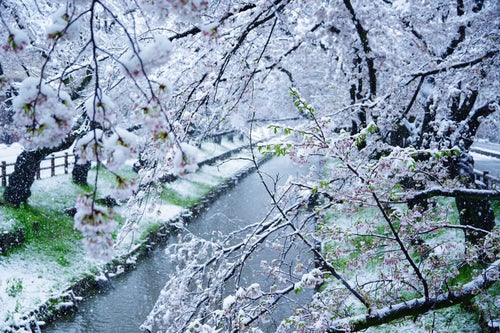 開花する桜と積雪のコラボの写真