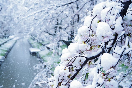 桜と降り積もる雪の写真