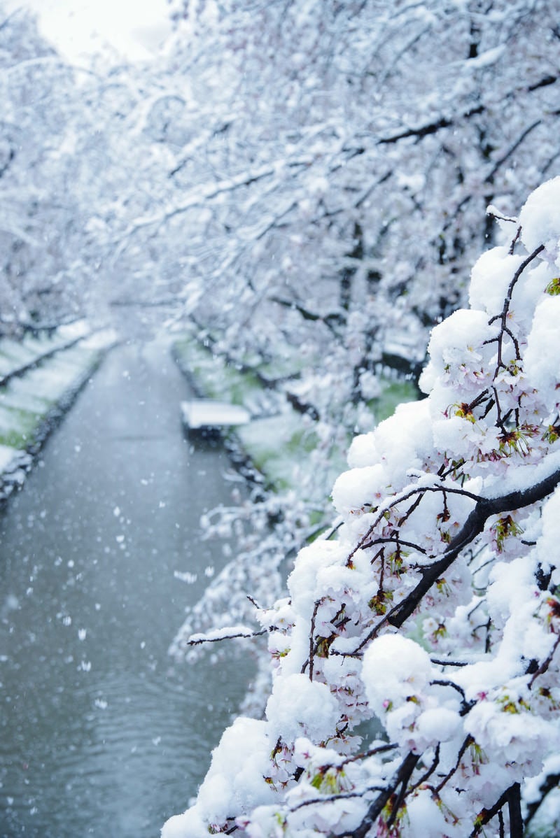 「雪桜満開」の写真