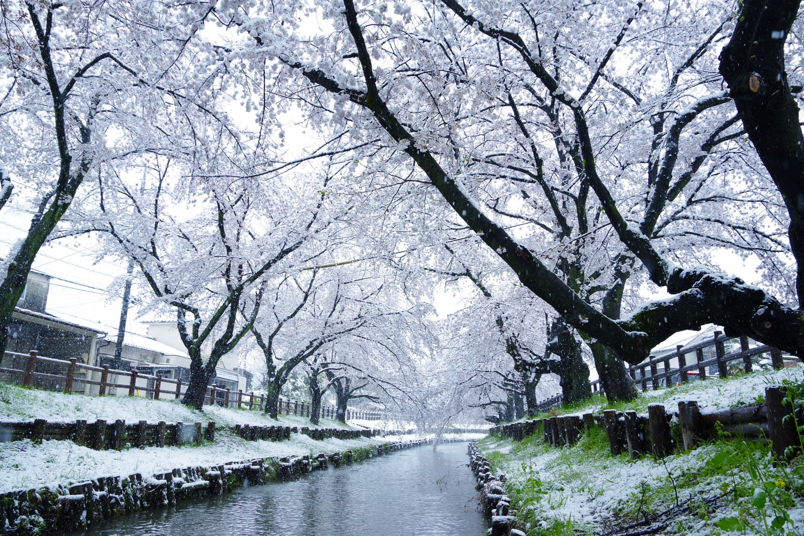 「桜満開の時期に雪が積もる」の写真