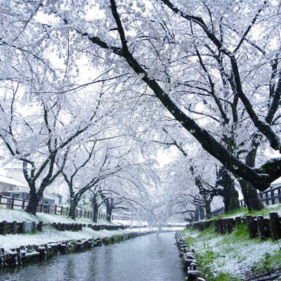 桜満開の時期に雪が積もるの写真