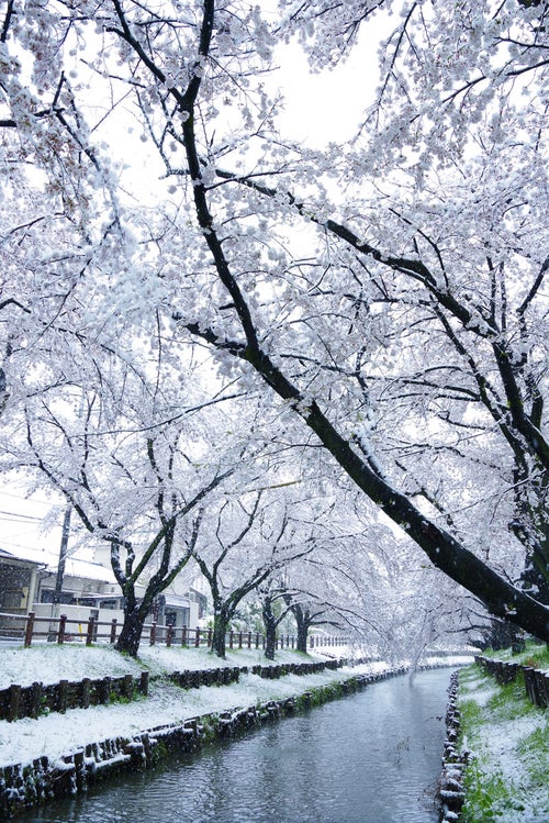 雪化粧する満開の桜の写真