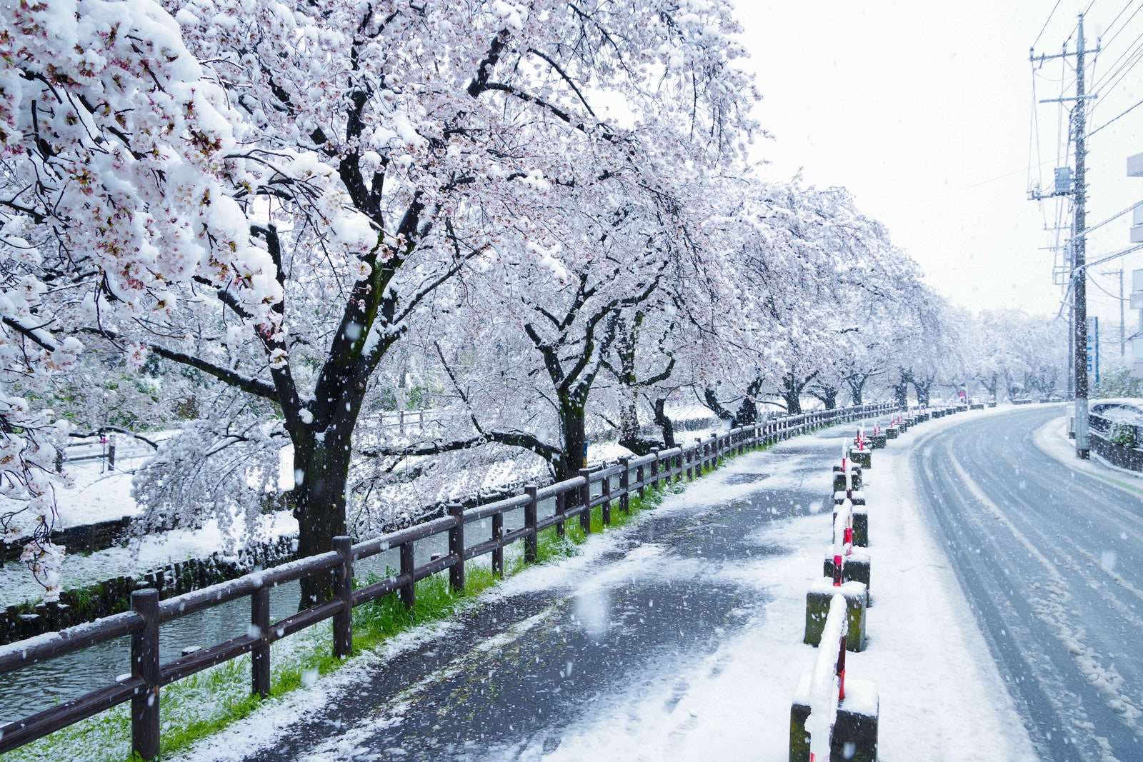 「積雪と桜並木」の写真