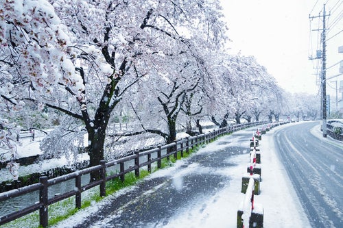 積雪と桜並木の写真